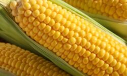 초당옥수수 효능, 칼로리, 혈당, 다이어트