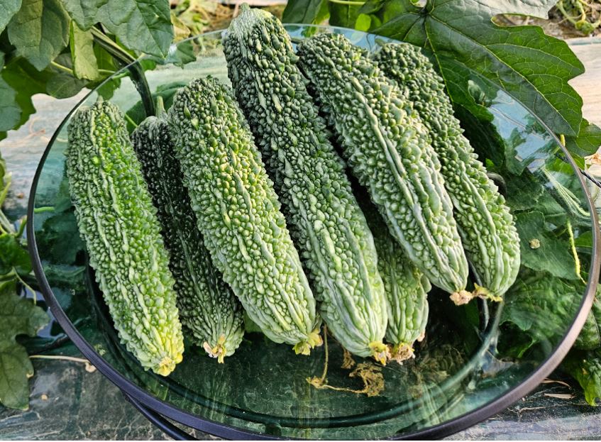 여주 효능, 부작용, 당뇨, 혈당, 다이어트, 카페인, 비타민, 독성
