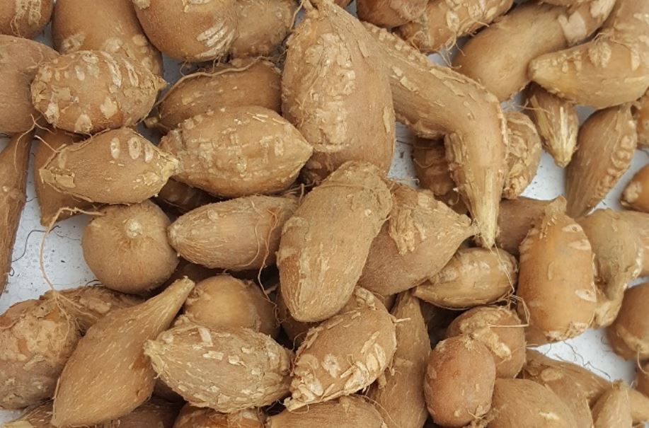 아피오스 효능, 부작용, 영양성분, 칼로리